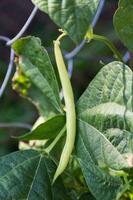 green beans in the organic garden plant photo