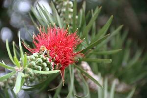 rojo callistemon floreció en primavera foto