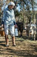 rural working woman milking the cows photo