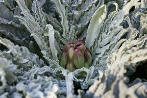 close up shot of artichoke plant in the organic garden photo