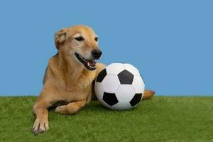 Portrait of a dog posing with the soccer ball photo