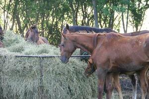 horses in the Argentine countryside photo