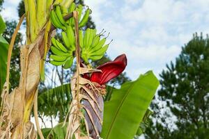 verde bananas en el orgánico jardín planta foto