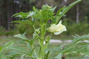 plantation of Turkish shacks in organic garden photo