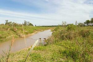 Argentinian countryside landscapes with shades of green yellow flowers cattle and streams photo