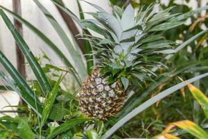 Fresco piñas en el orgánico jardín planta foto