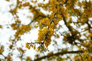 Beautiful yellow Chanar flowers in the mountains of Cordoba Argentina photo