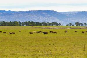 countryside landscape in the mountains with cows grazing photo