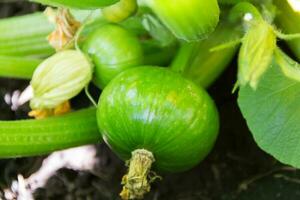 round green zucchini in the organic garden plant photo