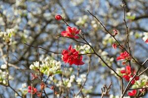 garden quince flowered in the spring of the mountains photo