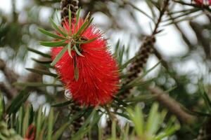 Red Callistemon bloomed in spring photo