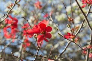 garden quince flowered in the spring of the mountains photo