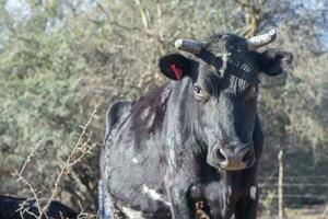 brangus vacas y pantorrillas en el argentino campo foto