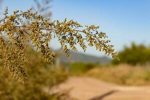 salvaje artemisia annua plantas en el montañas foto