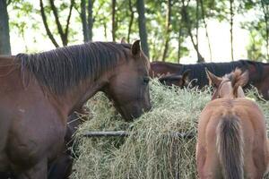 horses in the Argentine countryside photo