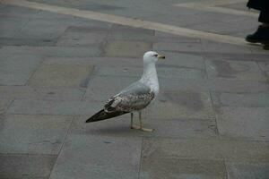 beautiful seagull standing on the tiles of the square photo