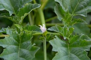 wild datura ferox plant blooming in spring photo