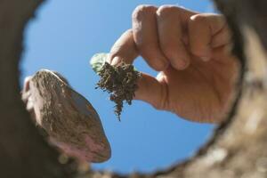 the hardworking hand that cultivates the garden seen from the inside of the earth photo