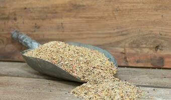 a spoon with a mixture of grains to feed canaries for sale in the forage photo