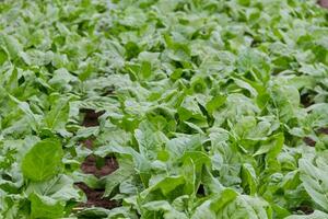 Green chard plantation in the organic garden photo