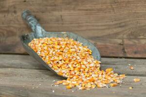 whole corn grains for animal feed for sale in the forage photo