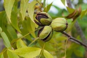 pecan nuts in the organic garden plant photo