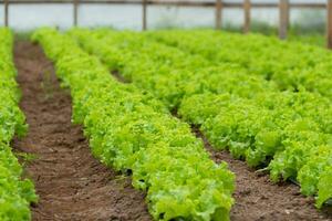 plantation of lettuce in a greenhouse in the organic garden photo