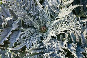 cerca arriba Disparo de alcachofa planta en el orgánico jardín foto