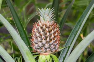 fresh pineapples in the organic garden plant photo