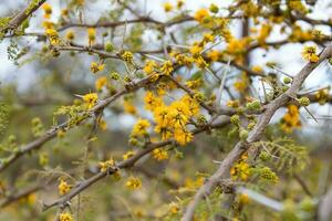 detail of an acacia in flower in the mountain spring photo