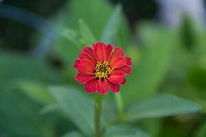 wild zinnia that grows in the mountain of the mountains photo