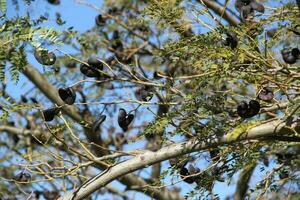 enterolobio contortisiliquum nativo árbol de sur America foto