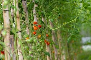 plantation of tomatoes in the organic garden photo