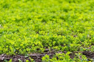 trebol plantation for forage in the mountains photo