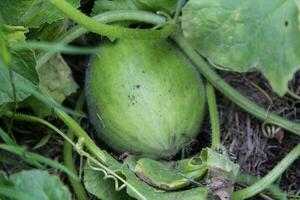 plantation of green melons in the organic garden photo