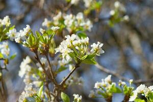 detail of white plum blossoms in spring photo