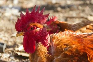 retrato de el desnudo cuello gallo en el aves de corral casa foto