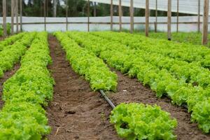 plantation of lettuce in a greenhouse in the organic garden photo