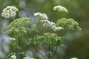 white flowers of wild poison hemlock photo