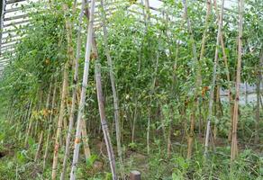 plantation of tomatoes in the organic garden photo