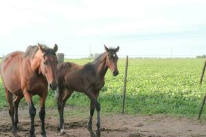 horses in the Argentine countryside photo