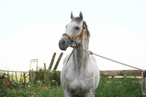 horses in the Argentine countryside photo