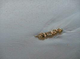 Wet piece of rope on the seashore photo