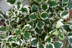 Set of leaves of Plectranthus Forsteri photo