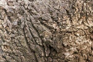 textured background of tree bark with rust photo