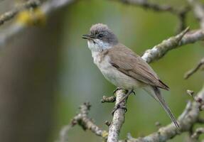 Adult male Lesser whitethroat - Curruca curruca - sings his cute song as he sits on small bush branches photo