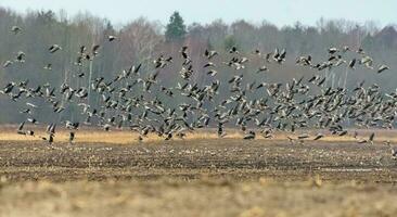 Large herd of Bean geese - Anser fabalis - and Greater White-fronted Geese - Anser albifrons - flying low over dry field in spring and landing eventually photo