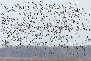 Large herd of Bean geese - Anser fabalis - and Greater White-fronted Geese - Anser albifrons - in flight over trees near the field in spring photo