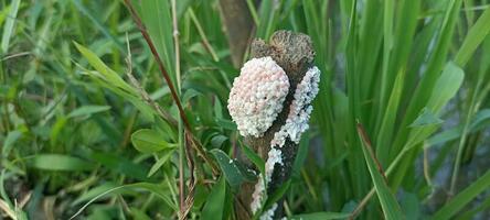 golden snail eggs photo