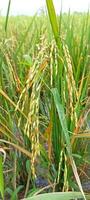 rice plants ready for harvest photo